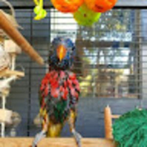 Meet your Posher, Ava